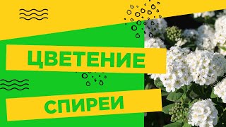 Спирея березолистная Тор - один из самых ярких представителей всего рода!