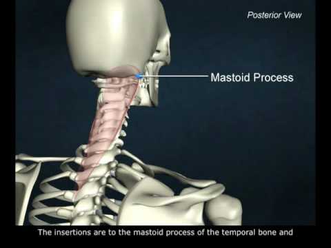 Video: Splenius Muscle Origin, Anatomy & Function - Lichaamskaarten