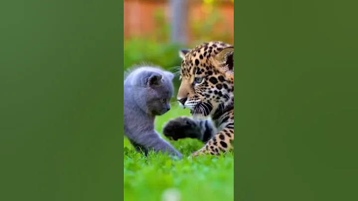 Video 11902001: curious british shorthair kitten, british shorthair kitten meets, british shorthair kitten first, british shorthair kitten baby, kitten climbing, kitten hilarious