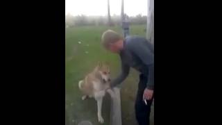 Собака здоровака(Мне бы такую собаку-здороваку) Подписывайтесь на мой канал!!! :), 2014-04-27T19:13:42.000Z)