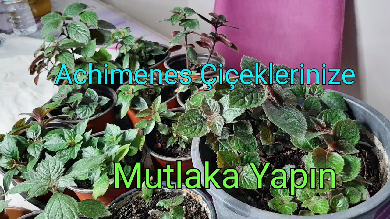 Achimenes kelle koparma (Kâat Çiçeği) bakımı