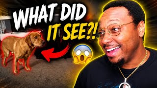Information These Videos Get More Unhinged Every Minute Guide