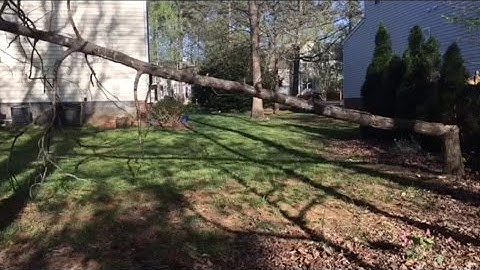 Cutting down a dead tree with Termites