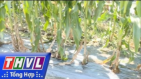 THVL | Chuyển đổi cơ cấu cây màu thích ứng với hạn, mặn