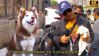 Saddar Rare and Unique Dogs Market 14124 Karachi سوق لجميع أنواع الكلاب | दुर्लभ स्पाइकलेस कुत्ते