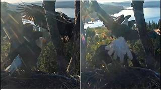 FOBBVCAM ~ SHADOW CHASES BOLD SUB ADULT OFF FRONT PORCH!  ⚔️⚠ LUNA ASSISTS DAD Big Bear Nest 7.19.26