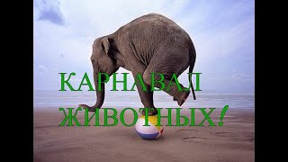 Сен-Санс - Карнавал животных Сен-Санс - Карнавал животных