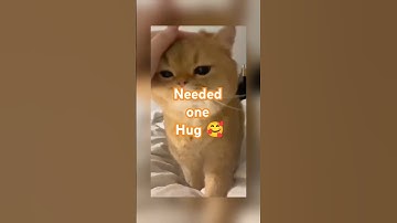 He Just Needed One Hug 🥺🐾 #shorts