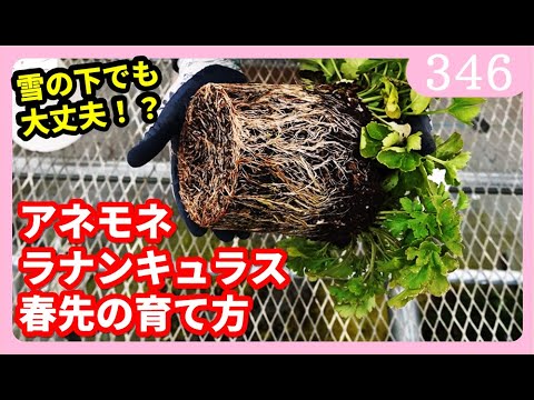 ラナンキュラスとアネモネの春先の育て方と現在の様子 ｂｙ園芸チャンネル 346 園芸 ガーデニング 初心者 Youtube