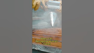 Buzzing Wonders: The Fascinating World of Bees and Their Vital Role in Nature 4K #shorts