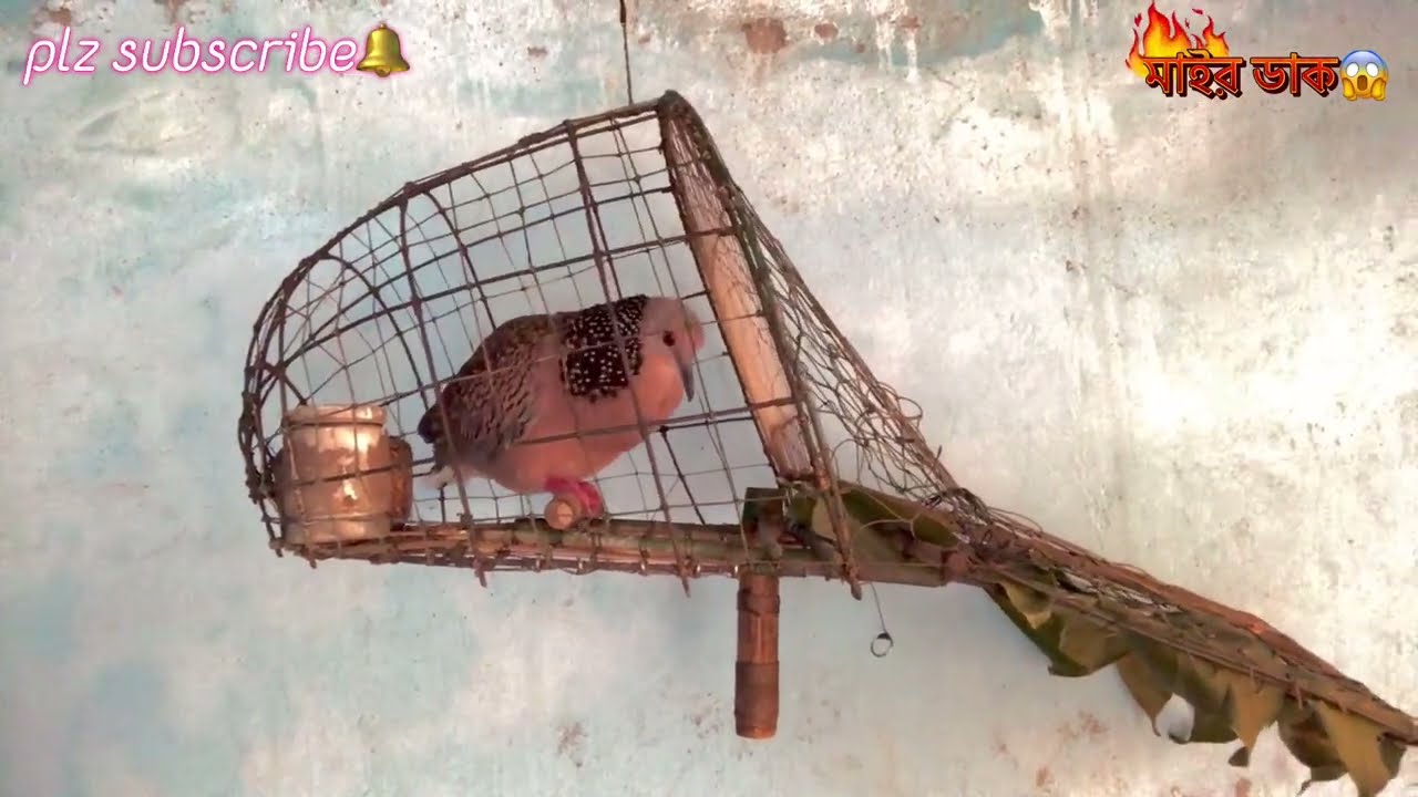 ঘুঘু পাখির ভাইরাল ডাক #ঘুঘুর মন মাতানো ডাক#gugu pakhi dak#shikari gugur dak😱