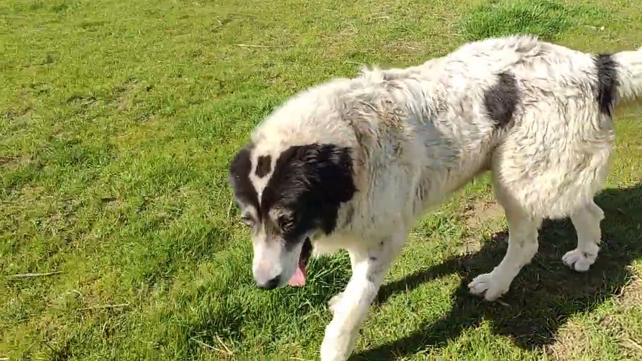 Ελληνικά ποιμενικα χαλαρά και ταπεινά #dog #puppy #σκύλοσ #animals #doglife 