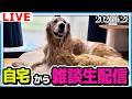 自宅から雑談ライブ配信