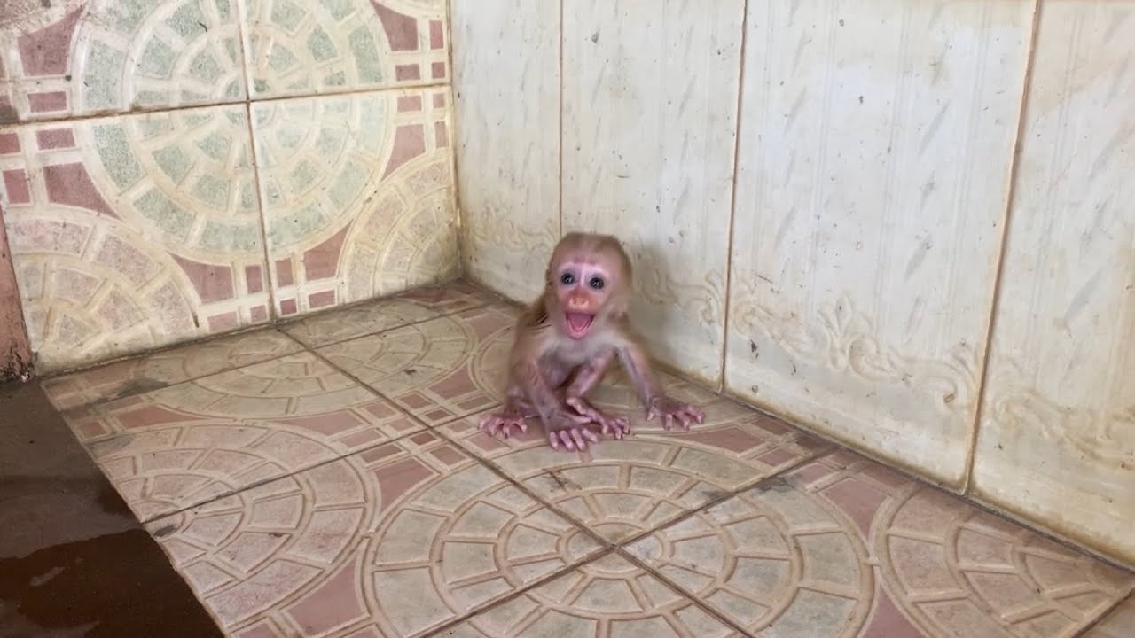 [ Heart brea-ing ] Po0r BB mnkey anqrrii mom take her to bath