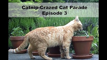 Catnip-Crazed Cat Parade Episode 3