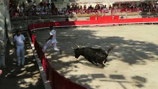 Marsillargues 2026 - Bull 002 from the Joncas Ranch