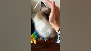 Опасна ли кошкам валерьянка?