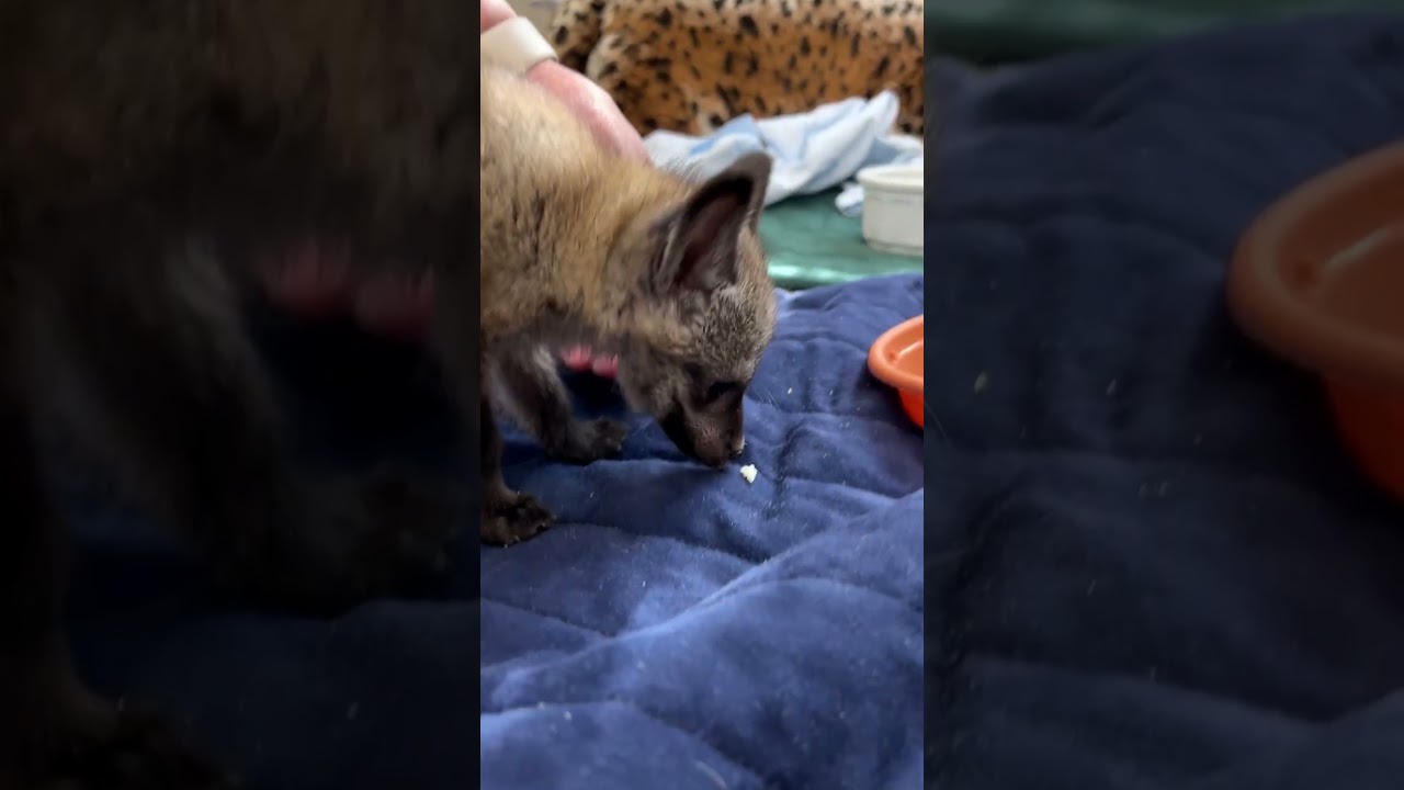 Before & After Animals Growing Up   Amazing Animal Transformation #animals #transformation 18