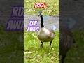 Geese Hate Dogs! #shorts