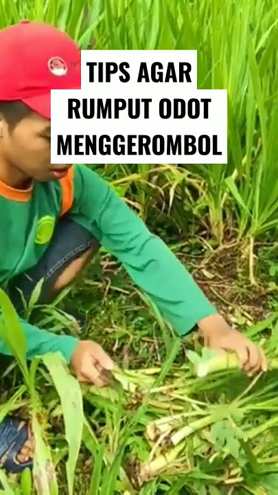 agar rumput odot menggerombol. #rumputodot #caramemanenrumputodot #bredingkambing
