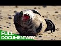 Brittany: The Home of Seals | Free Documentary Nature