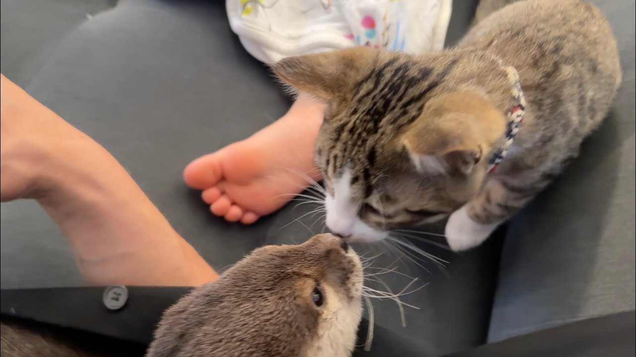 寝ているところに子猫にちょっかいだされるカワウソ An otter is messed with by a kitten while sleeping.