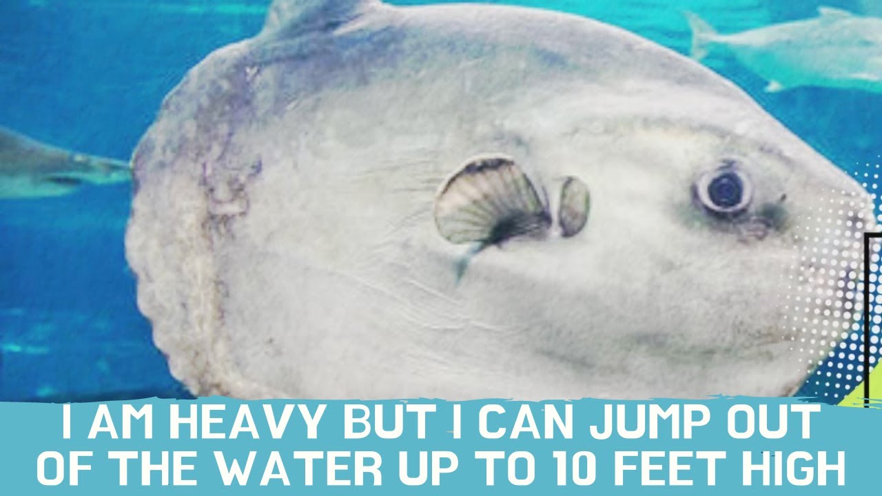 Top 10 Facts About The Mola Mola Ocean Sunfish YouTube top-10-facts-about-the-mola-mola-ocean-sunfish-youtube