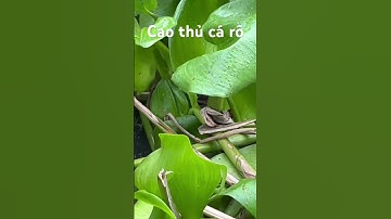 Cao thủ câu cá rô đồng là đây #câucárôđồng #thápmườiquêtôi #caucaro #câucárô #fishing #caucatra
