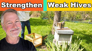 Beekeeping Secret To Power Up A Struggling Split Or Weak Hive