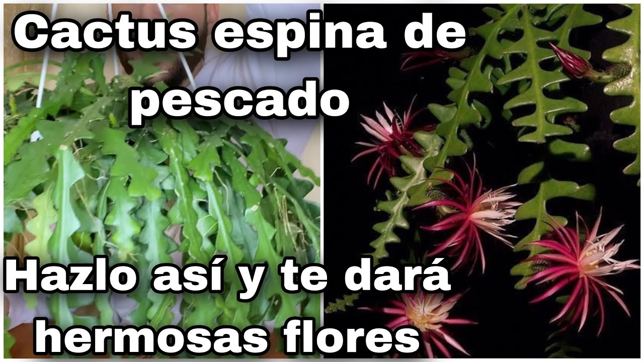 Cactus Epifito//Espina de pescado//CUIDADOS, REPRODUCCIÓN, CONSEJOS✅ Epiphyllum #plants #garden 🌿