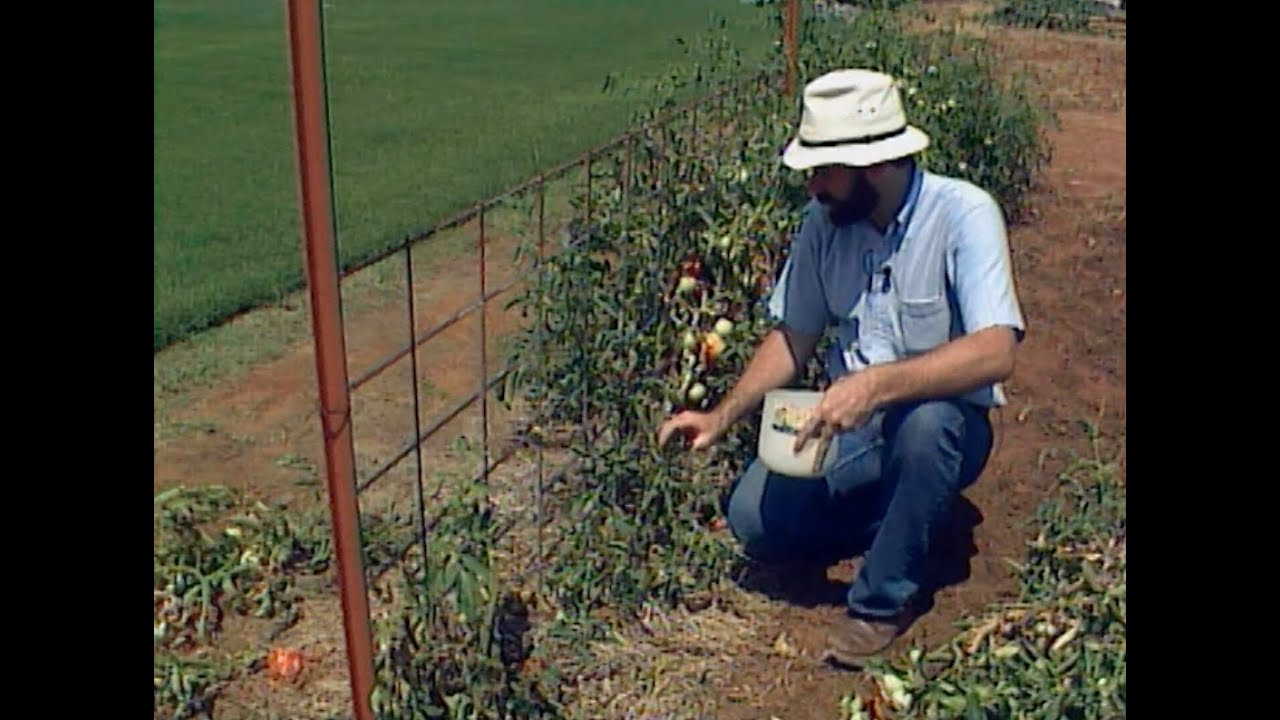 Renovating a Tomato Trellis