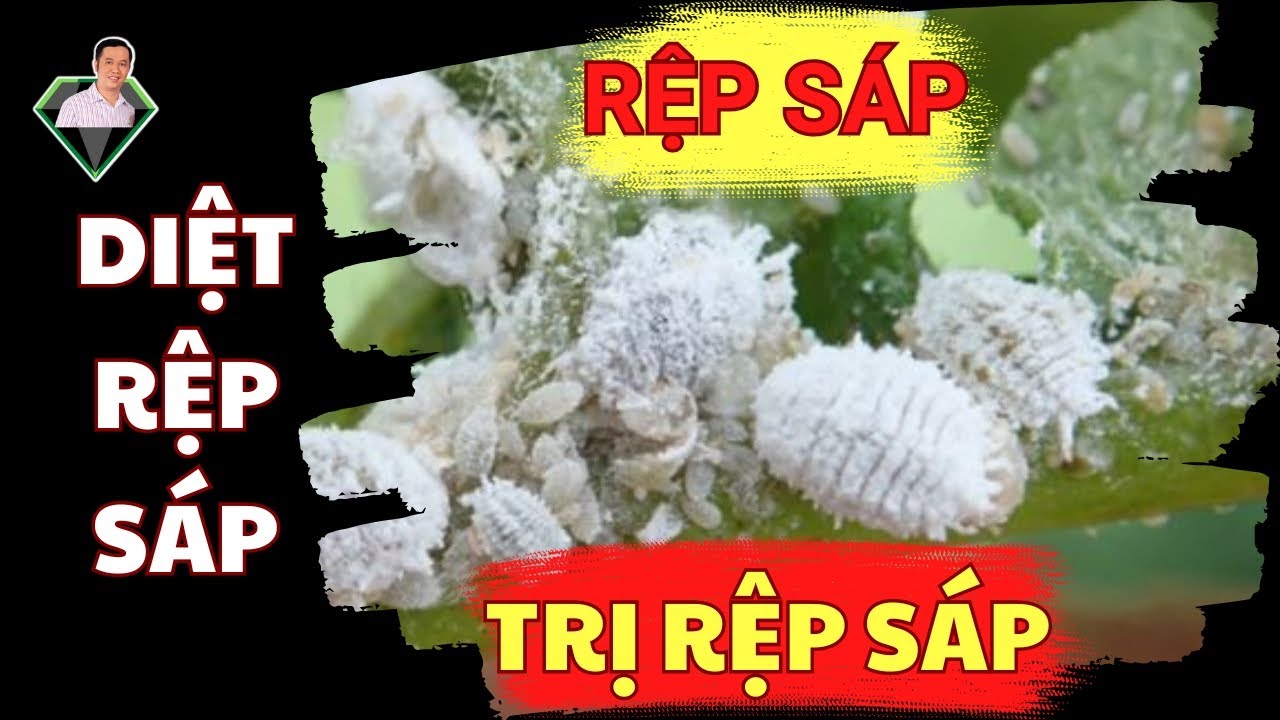 Biết Và Diệt Rệp Sáp Hiệu Quả Trong Canh Tác Cây Trồng | Lương Hồng Sơn