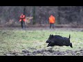 Des sangliers dans les bottes, Chasse en Battue -  Chasse HD