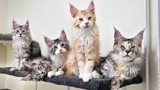 Mama Freya's Last Day With Her Kittens by Maine Coon Kittens 46,518 views 1 month ago 9 minutes, 15 seconds