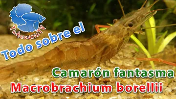 ¿Qué tamaño alcanzan las gambas fantasma?