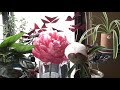 Blooming Peony and Plant Movement time lapse