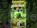 Cucumber Plant Care & Weed Removal in Poly Bags | Easy Gardening Tips |#agromakan #short #farming