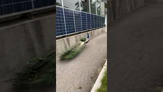 Paun dosao u komšiluk#nature #shrts