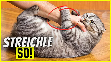 Warum machen Katzen einen Buckel wenn man sie streichelt?