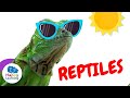 Cool facts about reptiles  happy learning   