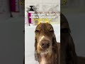 Мойте аккуратно😁 Шампунь эксперсс-линька wb: 500356639