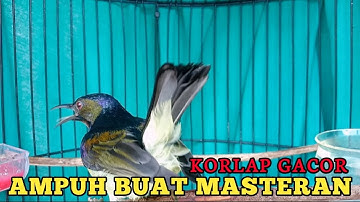 kolibri kelapa | manggar | wiceh | korlap gacor ampuh buat masteran burung bahan