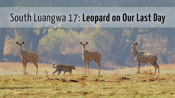 Final Day with Leopards & Wildlife | South Luangwa National Park Ep17