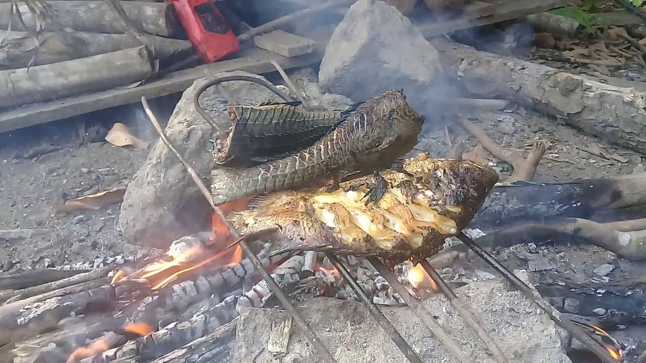 Nikmat memanggang ikan sapu sapu dan ikan gurame 