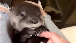 Otter raised by human acts like dog