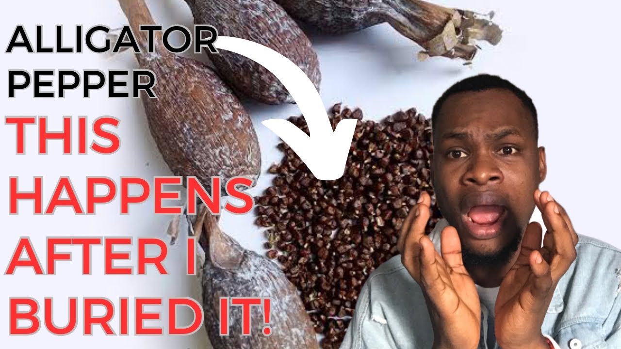 Bury alligator pepper in the ground and see what will happen the next month.