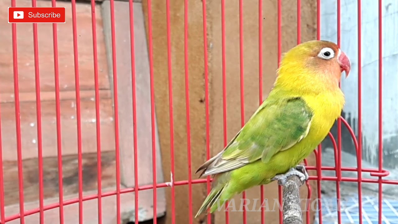 LOVEBIRD MASIH MUDA NGEKEK PANJANG 