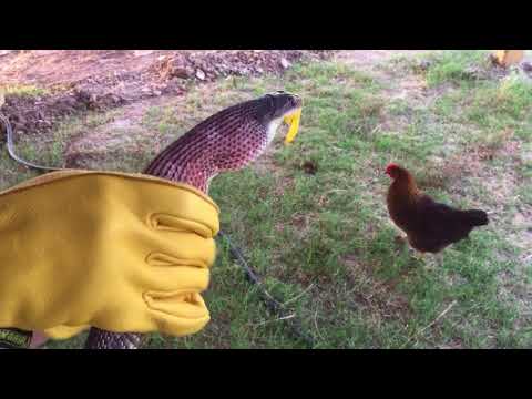 Saving Randy the Rat Snake from ceramic egg