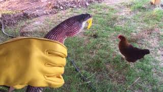 Saving Randy the Rat Snake from ceramic egg
