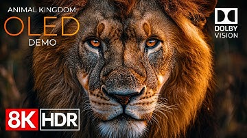 Animal Kingdom OLED Demo HDR 8K Ultra HD Dolby Vision™ 60fps
